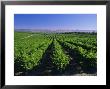 Mclaren Vale-Oliverhill Wines Vineyards, South Australia, Australia by Neale Clarke Limited Edition Pricing Art Print