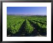 Mclaren Vale-Oliverhill Wines Vineyards, South Australia, Australia by Neale Clarke Limited Edition Print