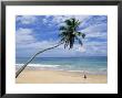Palm Tree And Surfer, Hikkaduwa Beach, Island Of Sri Lanka, Indian Ocean, Asia by Yadid Levy Limited Edition Print