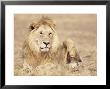 Male Lion Resting In The Grass, Kenya, East Africa, Africa by James Gritz Limited Edition Print