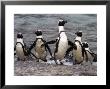 Jackass Pinguin, (Spheniscus Demersus), Boulder's Beach, Capetown, South Africa by Thorsten Milse Limited Edition Print