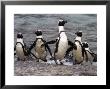 Jackass Pinguin, (Spheniscus Demersus), Boulder's Beach, Capetown, South Africa by Thorsten Milse Limited Edition Pricing Art Print