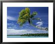 Beach At North Aitutaki Island, Cook Islands by Peter Adams Limited Edition Pricing Art Print