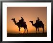 Camels Near The Pyramids At Giza, Cairo, Egypt by Doug Pearson Limited Edition Print