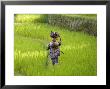 Man Carrying Firewood And Coconuts Through Rice Paddies, Bali, Indonesia by Peter Adams Limited Edition Print