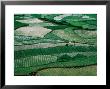 Landscape Of Rice Paddies,Guizhou, China by Keren Su Limited Edition Print