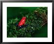 Poison Arrow Poison Dart Frog Strawberry Frog, Dendrobates Pumilio by Christer Fredriksson Limited Edition Print