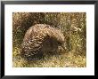 Echidna, Tasmanian Variety by Grant Dixon Limited Edition Pricing Art Print
