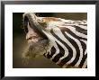 Closeup Of A Grevys Zebra's Mouth by Tim Laman Limited Edition Print