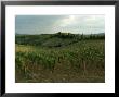 Chianti Vineyards In Tuscany, Italy by Todd Gipstein Limited Edition Pricing Art Print