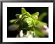 Close Up Of A Giant Hosta Flower, Elkhorn, Nebraska by Joel Sartore Limited Edition Print