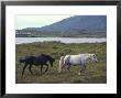 Ireland, Dingle,Two Horse Grazing In Field, Side View by Brimberg & Coulson Limited Edition Print