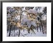 Fresh Snow Covers Trees In The Woods, Lexington, Massachusetts by Tim Laman Limited Edition Print
