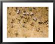 Fishing And Cattle Camp On The Dry Bed Of Lake Mtera, Tanzania by Michael Fay Limited Edition Print