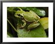 Endangered Pine Barrens Treefrog Hops Onto A Leaf by George Grall Limited Edition Pricing Art Print