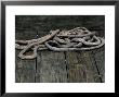 Nautical Ropes On A Dock by Todd Gipstein Limited Edition Print