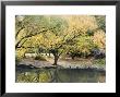 Pond And Autumn Trees In Central Park, New York by Stacy Gold Limited Edition Print