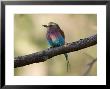 Lilac-Breasted Roller At The Kansas City Zoo by Joel Sartore Limited Edition Pricing Art Print