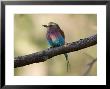 Lilac-Breasted Roller At The Kansas City Zoo by Joel Sartore Limited Edition Print