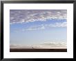 Old Leaning Barn In A Wheat Field Silhouetted Against A Vast Sky, Australia by Jason Edwards Limited Edition Print