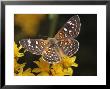 Mormon Metal Mark Butterfly Feeding On Nectar by George Grall Limited Edition Print