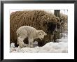 Lamb And Sheep In The Snow, Massachusetts by Tim Laman Limited Edition Print