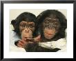 Portrait Of Two Young Laboratory Chimps Used In Aids Research by Steve Winter Limited Edition Print