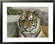 Siberian Tiger At The Henry Doorly Zoo In Nebraska by Joel Sartore Limited Edition Print