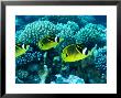 Several Racoon Butterflyfish, Takapoto Atoll, French Polynesia by Tim Laman Limited Edition Pricing Art Print