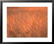 The Setting Sun Catches Prairie Grasses At Dusk by Joel Sartore Limited Edition Print