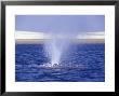 Spouting California Gray Whale by Rich Reid Limited Edition Print