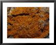 Vivid Orange Lichen Growing On Coastal Rocks, Australia by Jason Edwards Limited Edition Print