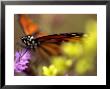 Monarch Butterfly Feeding On Wildflowers by Raymond Gehman Limited Edition Print