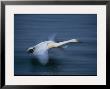 Whooper Swan Flies Low Over Water by Tim Laman Limited Edition Print