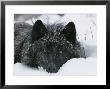 Covered With Snow Flakes, A Gray Wolf, Canis Lupus, Rest In More Snow by Jim And Jamie Dutcher Limited Edition Pricing Art Print