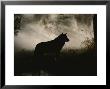 Gray Wolf, Canis Lupus, In Silhouette Against A Fog Bank by Jim And Jamie Dutcher Limited Edition Pricing Art Print