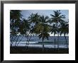 Row Of Palm Trees Lines The Beach Shore by Michael Melford Limited Edition Print