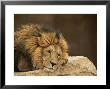 Male Lion Rests Upon A Rock by Norbert Rosing Limited Edition Print