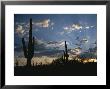 Giant Saguaro Cactus Silhouetted Against A Cloud Filled Sky At Sunset by Todd Gipstein Limited Edition Print