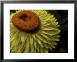 Close-Up Of A Straw Cactus Flower by White & Petteway Limited Edition Print
