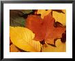 Colourfull Fall Leaves Lie In A Pile by Taylor S. Kennedy Limited Edition Print
