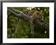 Young Leopard, Panthera Pardus, Rests On A Tree Limb, Mombo, Okavango Delta, Botswana by Beverly Joubert Limited Edition Print
