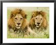 Lion, Duba, Okavango Delta, Botswana by Beverly Joubert Limited Edition Print