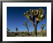 Joshua Tree In Bloom Among Others In A Desert Landscape, Joshua Tree National Park, California by Tim Laman Limited Edition Print