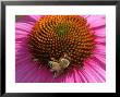 Bee Driking Nectar From A Purple Coneflower, Belmont, Massachusetts, Usa by Darlyne A. Murawski Limited Edition Pricing Art Print