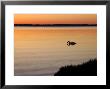 Mute Swan Feeding In The Narragansett Bay At Dawn, Cranston, Rhode Island by Darlyne A. Murawski Limited Edition Print