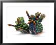 A Pair Of Toxic Nembrotha Kubaryana Nudibranchs by David Doubilet Limited Edition Print