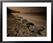 Leatherback Turtles Nesting On Grande Riviere Beach by Brian J. Skerry Limited Edition Print