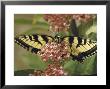 Close Up Of Butterfly On Flower by Alfred Eisenstaedt Limited Edition Print