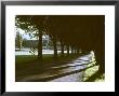 Tree Lined Roadway Somewhere In Provence by Gjon Mili Limited Edition Print